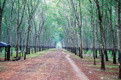 demand-for-agriculture-land-dips-as-price-of-rubber-and-produce-become-unstable